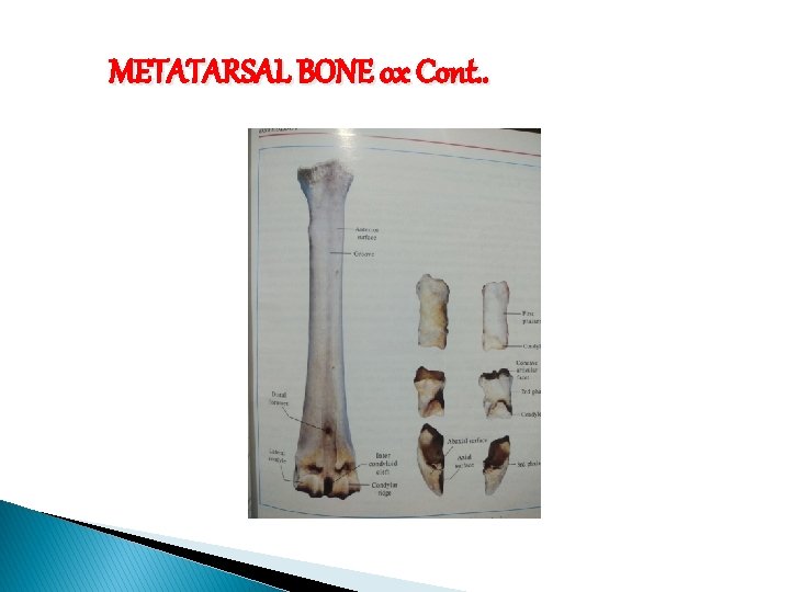 METATARSAL BONE ox Cont. . 