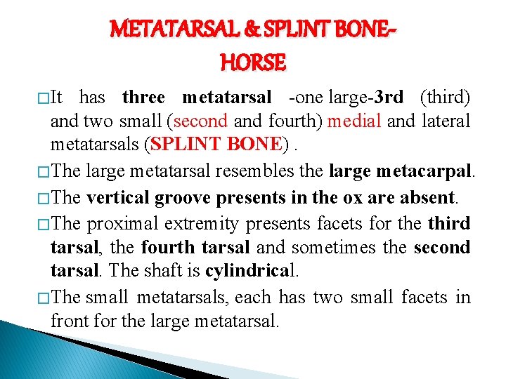 METATARSAL & SPLINT BONEHORSE � It has three metatarsal -one large-3 rd (third) and