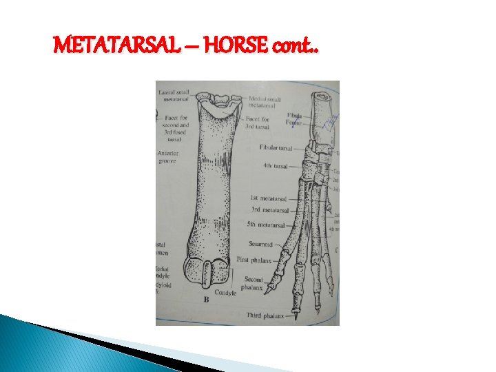 METATARSAL – HORSE cont. . 