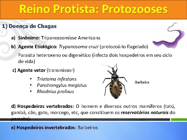Reino Protista: Protozooses 1) Doença de Chagas a) Sinônimo: Tripanossomíase Americana b) Agente Etiológico: Reino Protista: Protozooses 1) Doença de Chagas a) Sinônimo: Tripanossomíase Americana b) Agente Etiológico: