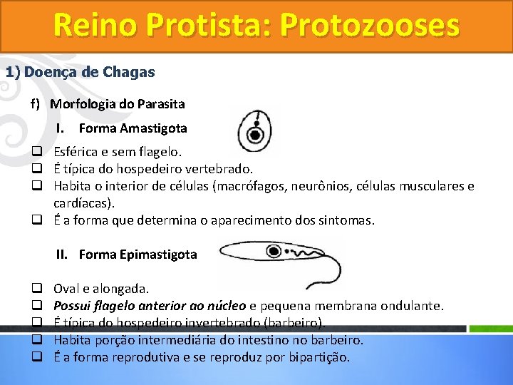 Reino Protista: Protozooses 1) Doença de Chagas f) Morfologia do Parasita I. Forma Amastigota Reino Protista: Protozooses 1) Doença de Chagas f) Morfologia do Parasita I. Forma Amastigota