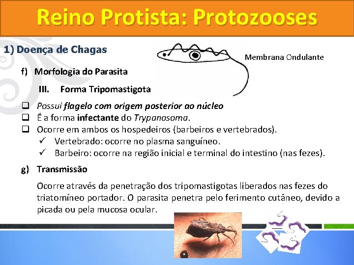 Reino Protista: Protozooses 1) Doença de Chagas Membrana Ondulante f) Morfologia do Parasita III. Reino Protista: Protozooses 1) Doença de Chagas Membrana Ondulante f) Morfologia do Parasita III.