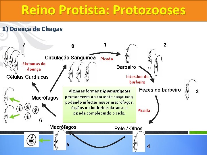 Reino Protista: Protozooses 1) Doença de Chagas 7 8 1 2 Circulação Sanguínea Picada Reino Protista: Protozooses 1) Doença de Chagas 7 8 1 2 Circulação Sanguínea Picada