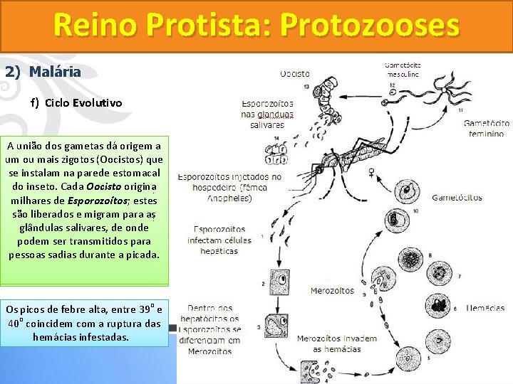 Reino Protista: Protozooses 2) Malária f) Ciclo Evolutivo Os Alguns AAOs Aunião Os Fase Reino Protista: Protozooses 2) Malária f) Ciclo Evolutivo Os Alguns AAOs Aunião Os Fase