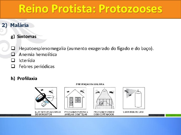 Reino Protista: Protozooses 2) Malária g) Sintomas q q Hepatoesplenomegalia (aumento exagerado do fígado Reino Protista: Protozooses 2) Malária g) Sintomas q q Hepatoesplenomegalia (aumento exagerado do fígado
