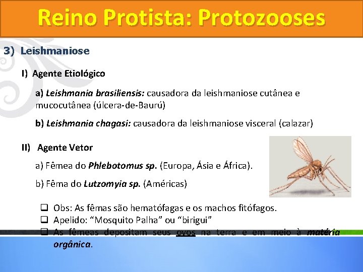 Reino Protista: Protozooses 3) Leishmaniose I) Agente Etiológico a) Leishmania brasiliensis: causadora da leishmaniose Reino Protista: Protozooses 3) Leishmaniose I) Agente Etiológico a) Leishmania brasiliensis: causadora da leishmaniose