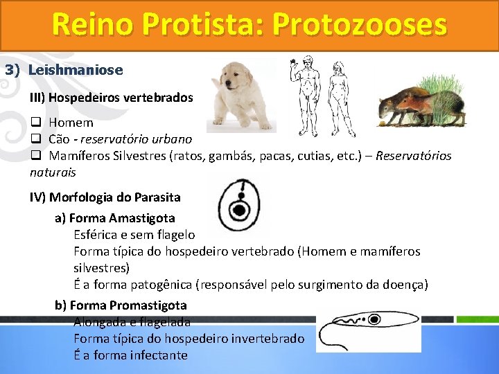 Reino Protista: Protozooses 3) Leishmaniose III) Hospedeiros vertebrados q Homem q Cão - reservatório Reino Protista: Protozooses 3) Leishmaniose III) Hospedeiros vertebrados q Homem q Cão - reservatório