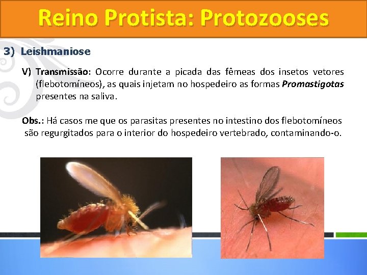 Reino Protista: Protozooses 3) Leishmaniose V) Transmissão: Ocorre durante a picada das fêmeas dos Reino Protista: Protozooses 3) Leishmaniose V) Transmissão: Ocorre durante a picada das fêmeas dos