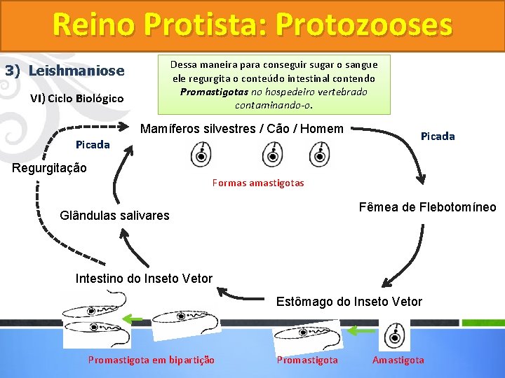 Reino Protista: Protozooses 3) Leishmaniose VI) Ciclo Biológico Dessa maneira para conseguir sugar opara Reino Protista: Protozooses 3) Leishmaniose VI) Ciclo Biológico Dessa maneira para conseguir sugar opara