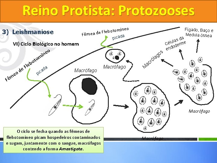 Reino Protista: Protozooses 3) Leishmaniose Fê tomíneo Flebo e d a e m ê Reino Protista: Protozooses 3) Leishmaniose Fê tomíneo Flebo e d a e m ê
