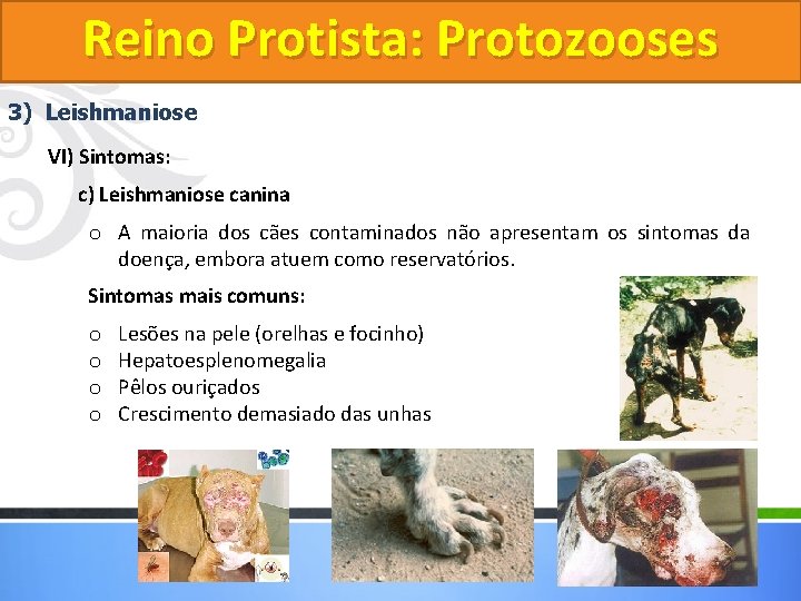 Reino Protista: Protozooses 3) Leishmaniose VI) Sintomas: c) Leishmaniose canina o A maioria dos Reino Protista: Protozooses 3) Leishmaniose VI) Sintomas: c) Leishmaniose canina o A maioria dos