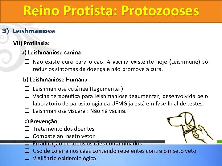 Reino Protista: Protozooses 3) Leishmaniose VII) Profilaxia: a) Leishmaniose canina q Não existe cura Reino Protista: Protozooses 3) Leishmaniose VII) Profilaxia: a) Leishmaniose canina q Não existe cura