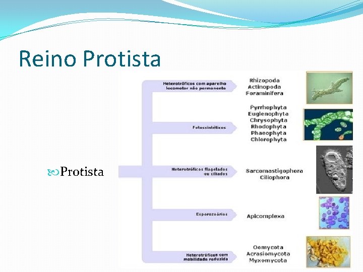 Reino Protista Reino Protista