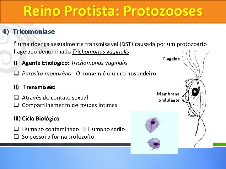 Reino Protista: Protozooses 4) Tricomoníase É uma doença sexualmente transmissível (DST) causada por um Reino Protista: Protozooses 4) Tricomoníase É uma doença sexualmente transmissível (DST) causada por um