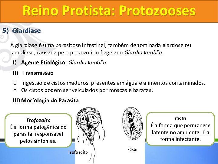 Reino Protista: Protozooses 5) Giardíase A giardíase é uma parasitose intestinal, também denominada giardose Reino Protista: Protozooses 5) Giardíase A giardíase é uma parasitose intestinal, também denominada giardose