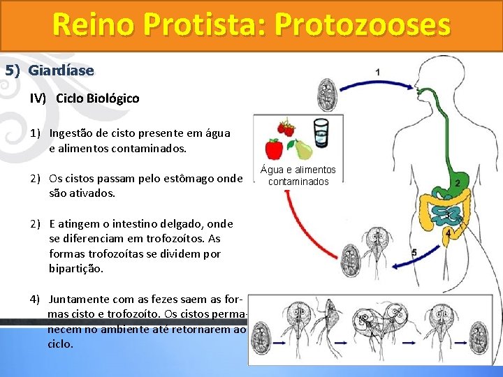 Reino Protista: Protozooses 5) Giardíase IV) Ciclo Biológico 1) Ingestão de cisto presente em Reino Protista: Protozooses 5) Giardíase IV) Ciclo Biológico 1) Ingestão de cisto presente em