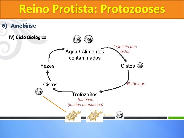 Reino Protista: Protozooses 6) Amebíase IV) Ciclo Biológico Água / Alimentos contaminados Fezes Ingestão Reino Protista: Protozooses 6) Amebíase IV) Ciclo Biológico Água / Alimentos contaminados Fezes Ingestão