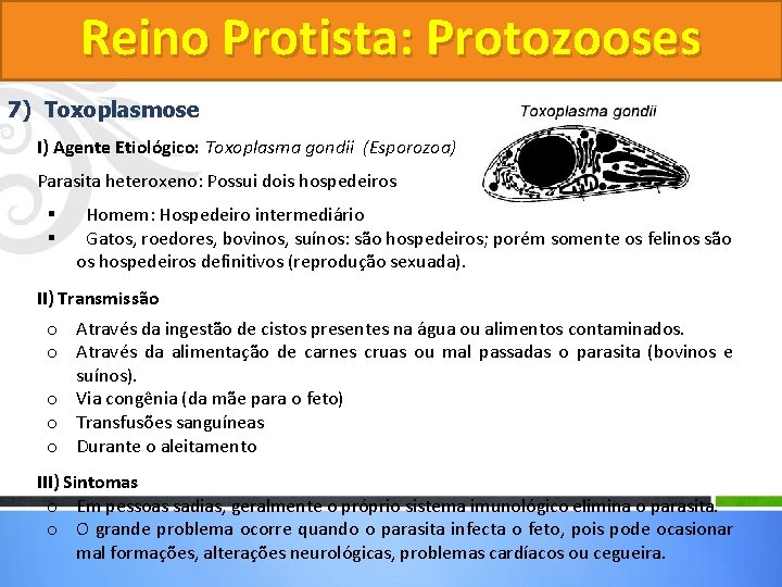 Reino Protista: Protozooses 7) Toxoplasmose I) Agente Etiológico: Toxoplasma gondii (Esporozoa) Parasita heteroxeno: Possui Reino Protista: Protozooses 7) Toxoplasmose I) Agente Etiológico: Toxoplasma gondii (Esporozoa) Parasita heteroxeno: Possui