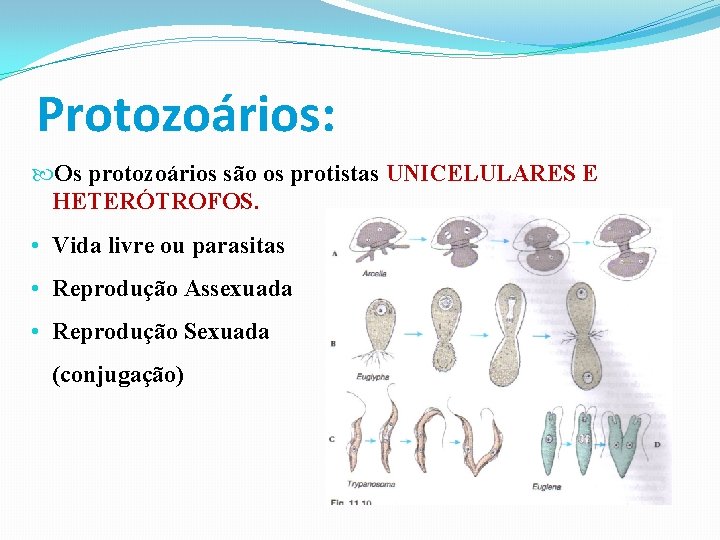 Protozoários: Os protozoários são os protistas UNICELULARES E HETERÓTROFOS. • Vida livre ou parasitas Protozoários: Os protozoários são os protistas UNICELULARES E HETERÓTROFOS. • Vida livre ou parasitas