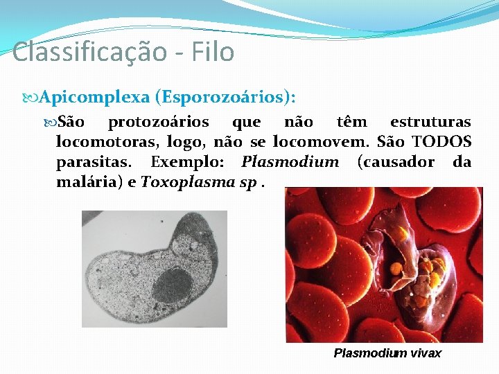 Classificação - Filo Apicomplexa (Esporozoários): São protozoários que não têm estruturas locomotoras, logo, não Classificação - Filo Apicomplexa (Esporozoários): São protozoários que não têm estruturas locomotoras, logo, não