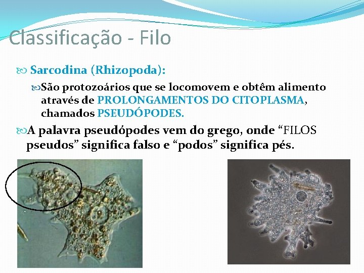 Classificação - Filo Sarcodina (Rhizopoda): São protozoários que se locomovem e obtêm alimento através Classificação - Filo Sarcodina (Rhizopoda): São protozoários que se locomovem e obtêm alimento através