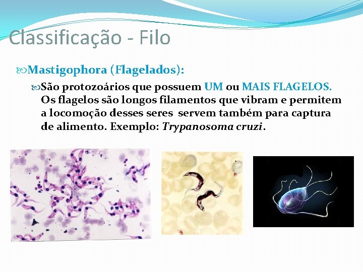 Classificação - Filo Mastigophora (Flagelados): São protozoários que possuem UM ou MAIS FLAGELOS. Os Classificação - Filo Mastigophora (Flagelados): São protozoários que possuem UM ou MAIS FLAGELOS. Os