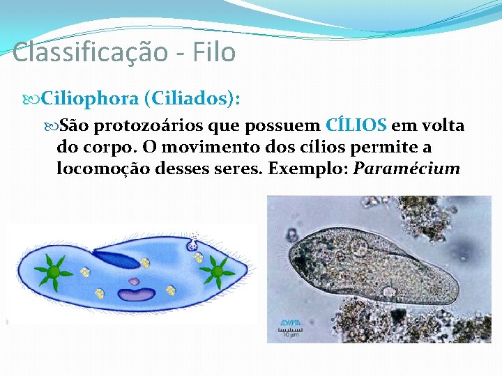 Classificação - Filo Ciliophora (Ciliados): São protozoários que possuem CÍLIOS em volta do corpo. Classificação - Filo Ciliophora (Ciliados): São protozoários que possuem CÍLIOS em volta do corpo.
