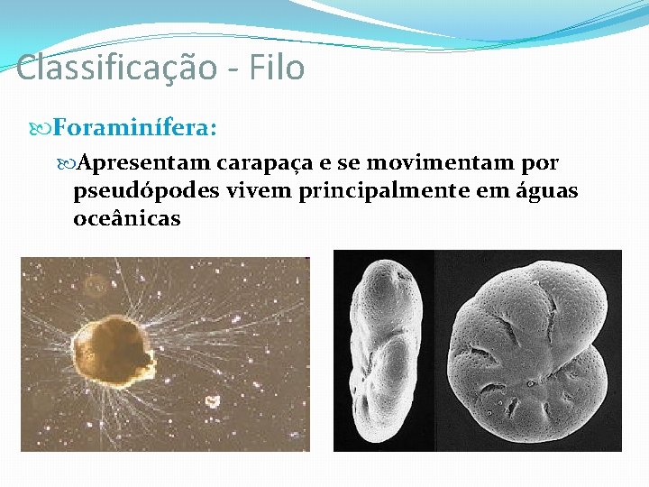 Classificação - Filo Foraminífera: Apresentam carapaça e se movimentam por pseudópodes vivem principalmente em Classificação - Filo Foraminífera: Apresentam carapaça e se movimentam por pseudópodes vivem principalmente em