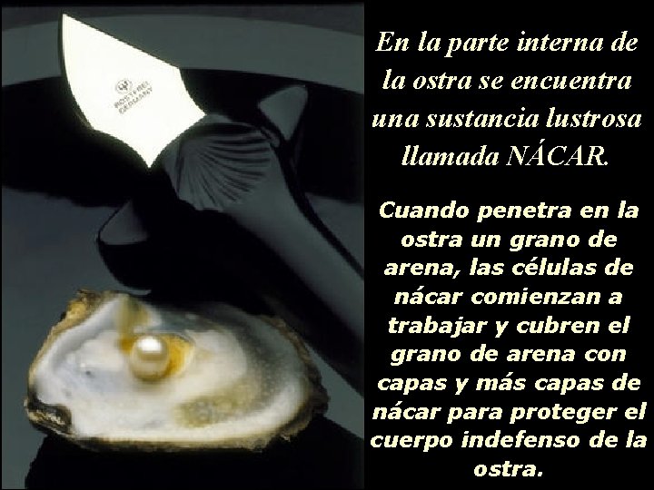 En la parte interna de la ostra se encuentra una sustancia lustrosa llamada NÁCAR.