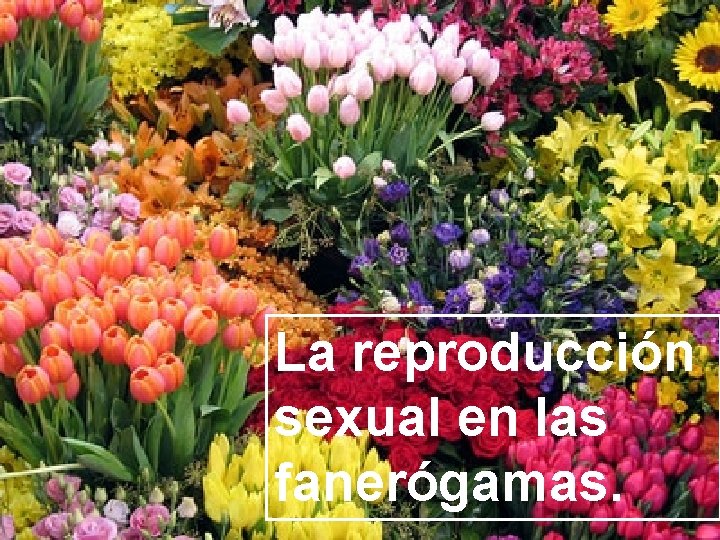 La reproducción sexual en las fanerógamas. 