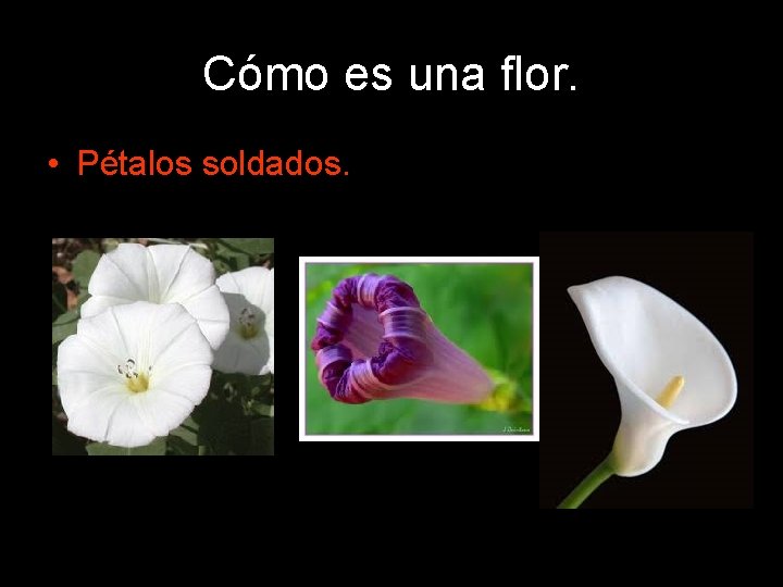 Cómo es una flor. • Pétalos soldados. 