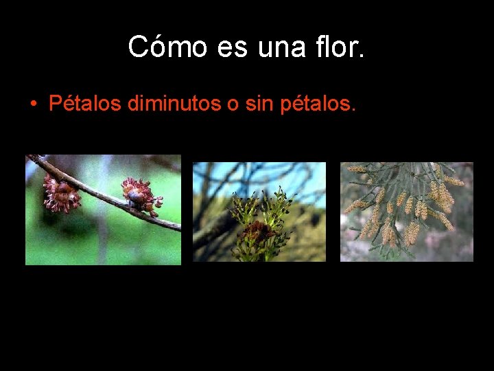 Cómo es una flor. • Pétalos diminutos o sin pétalos. 