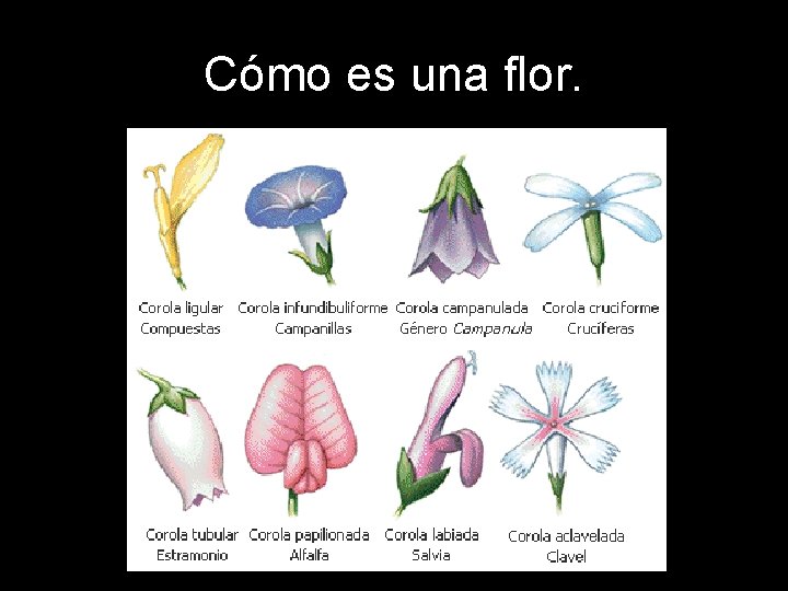 Cómo es una flor. 