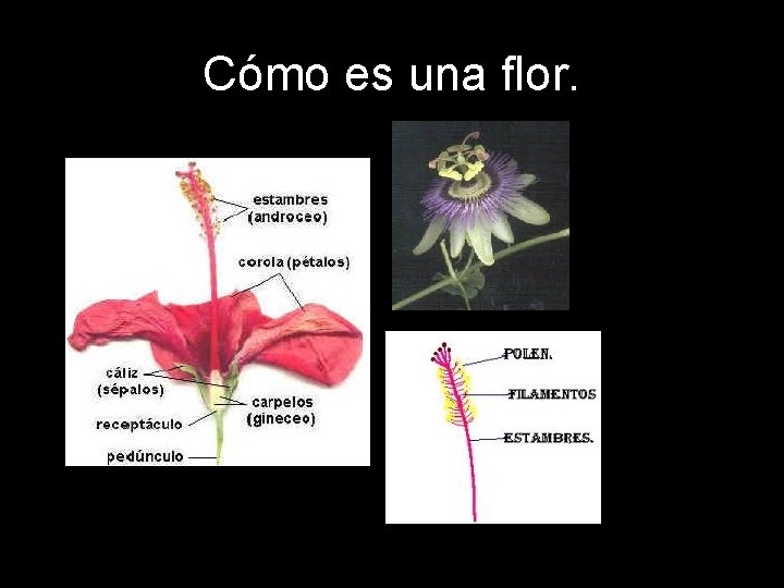 Cómo es una flor. 