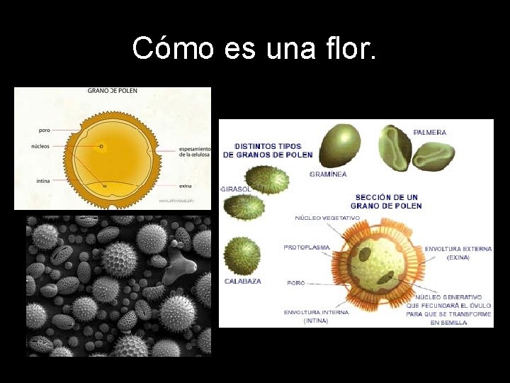 Cómo es una flor. 