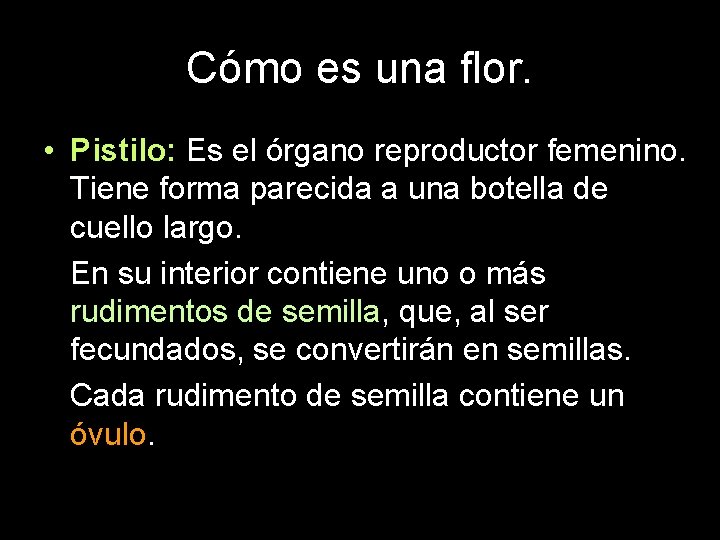 Cómo es una flor. • Pistilo: Es el órgano reproductor femenino. Tiene forma parecida Cómo es una flor. • Pistilo: Es el órgano reproductor femenino. Tiene forma parecida