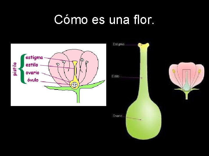 Cómo es una flor. 