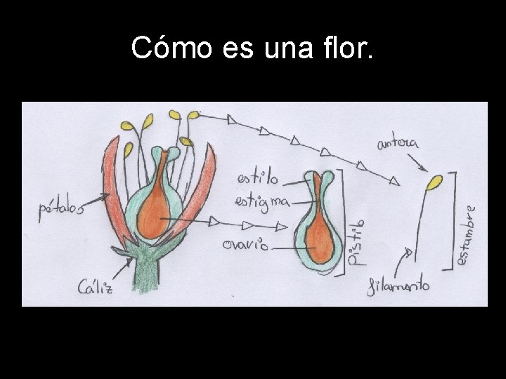 Cómo es una flor. 