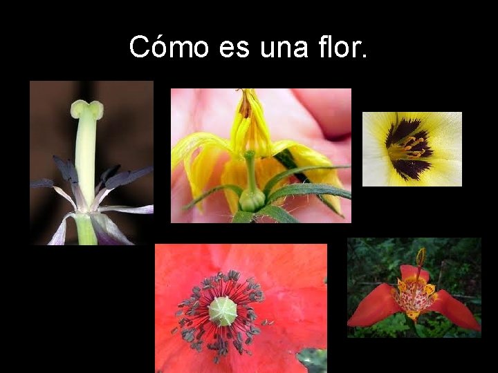 Cómo es una flor. 