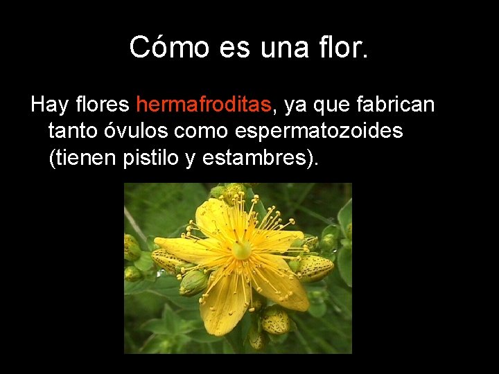 Cómo es una flor. Hay flores hermafroditas, ya que fabrican tanto óvulos como espermatozoides