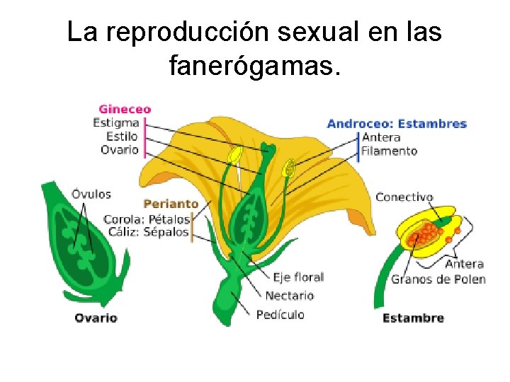 La reproducción sexual en las fanerógamas. 
