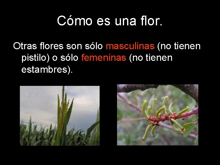 Cómo es una flor. Otras flores son sólo masculinas (no tienen pistilo) o sólo