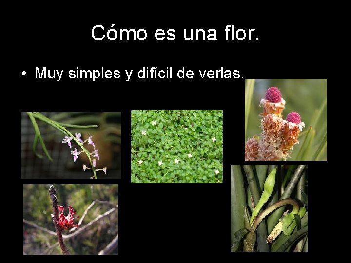 Cómo es una flor. • Muy simples y difícil de verlas. Cómo es una flor. • Muy simples y difícil de verlas.