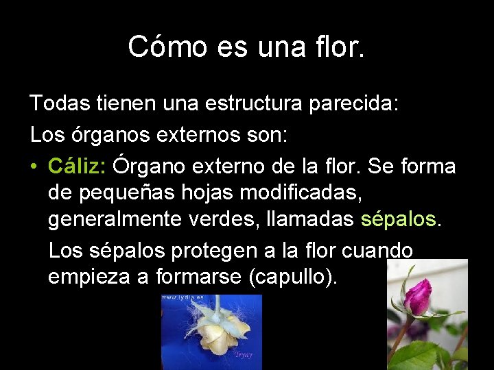 Cómo es una flor. Todas tienen una estructura parecida: Los órganos externos son: •