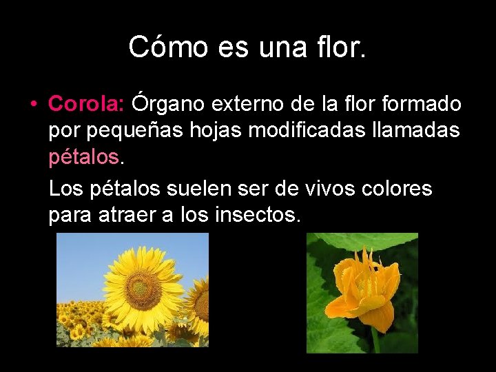 Cómo es una flor. • Corola: Órgano externo de la flor formado por pequeñas