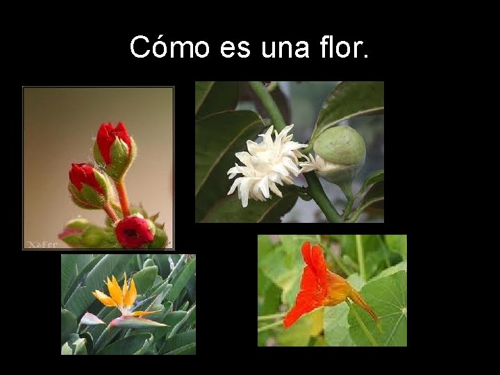 Cómo es una flor. 