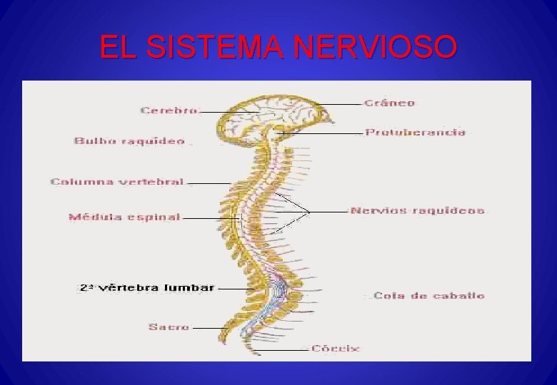 EL SISTEMA NERVIOSO 