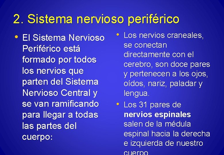 2. Sistema nervioso periférico • El Sistema Nervioso • Periférico está formado por todos