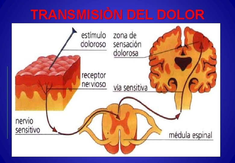 TRANSMISIÒN DEL DOLOR 