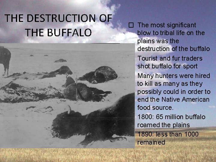 THE DESTRUCTION OF THE BUFFALO � The most significant blow to tribal life on